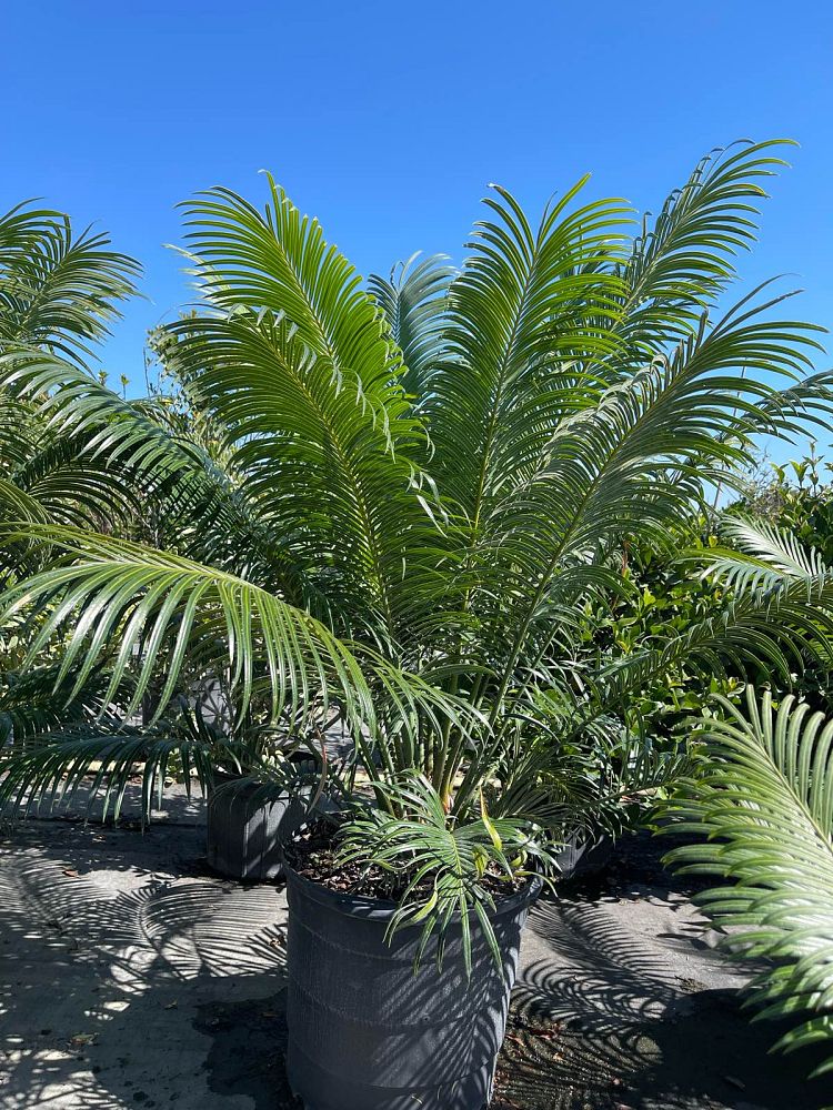 cycas-circinalis-queen-sago-cycad