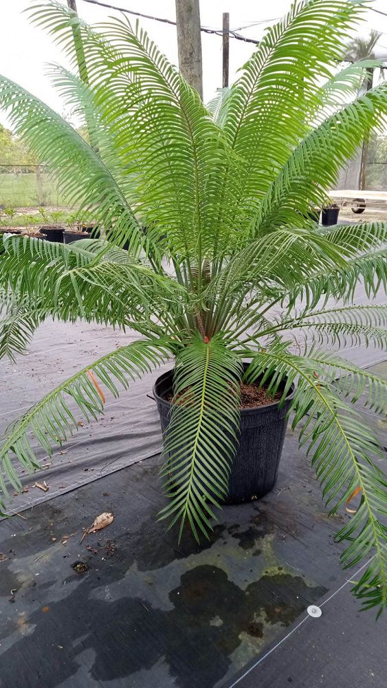 cycas-circinalis-queen-sago-cycad