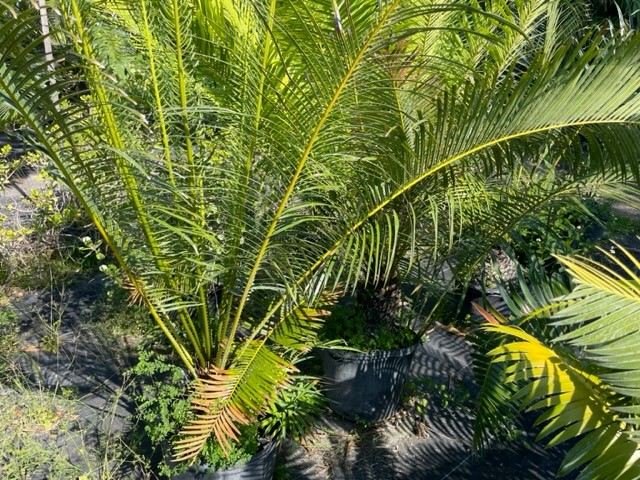 cycas-circinalis-queen-sago-cycad