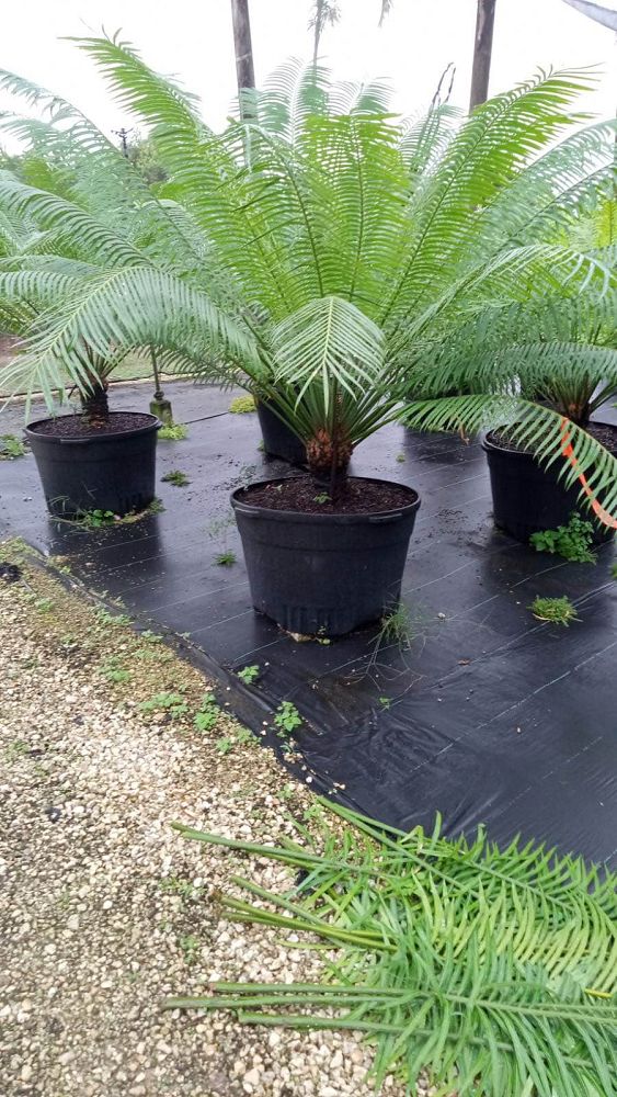 cycas-circinalis-queen-sago-cycad