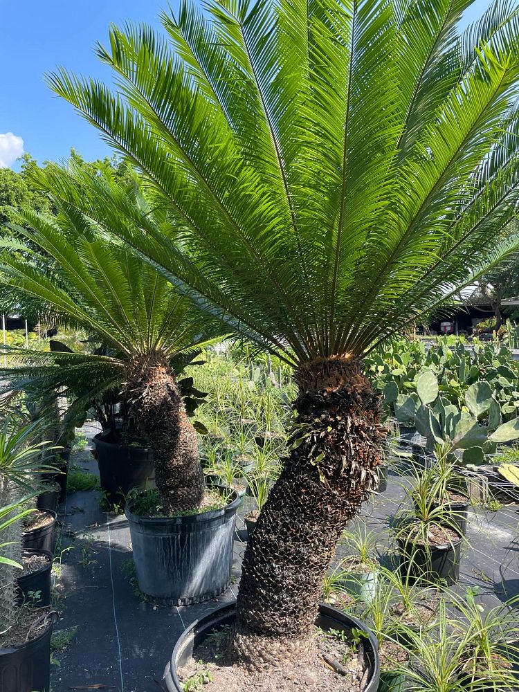 cycas-circinalis-queen-sago-cycad