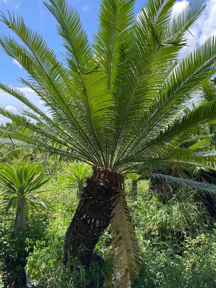 cycas-circinalis-queen-sago-cycad