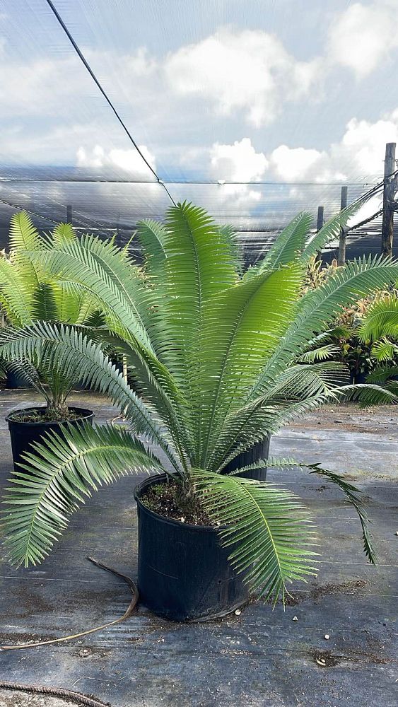 cycas-circinalis-queen-sago-cycad