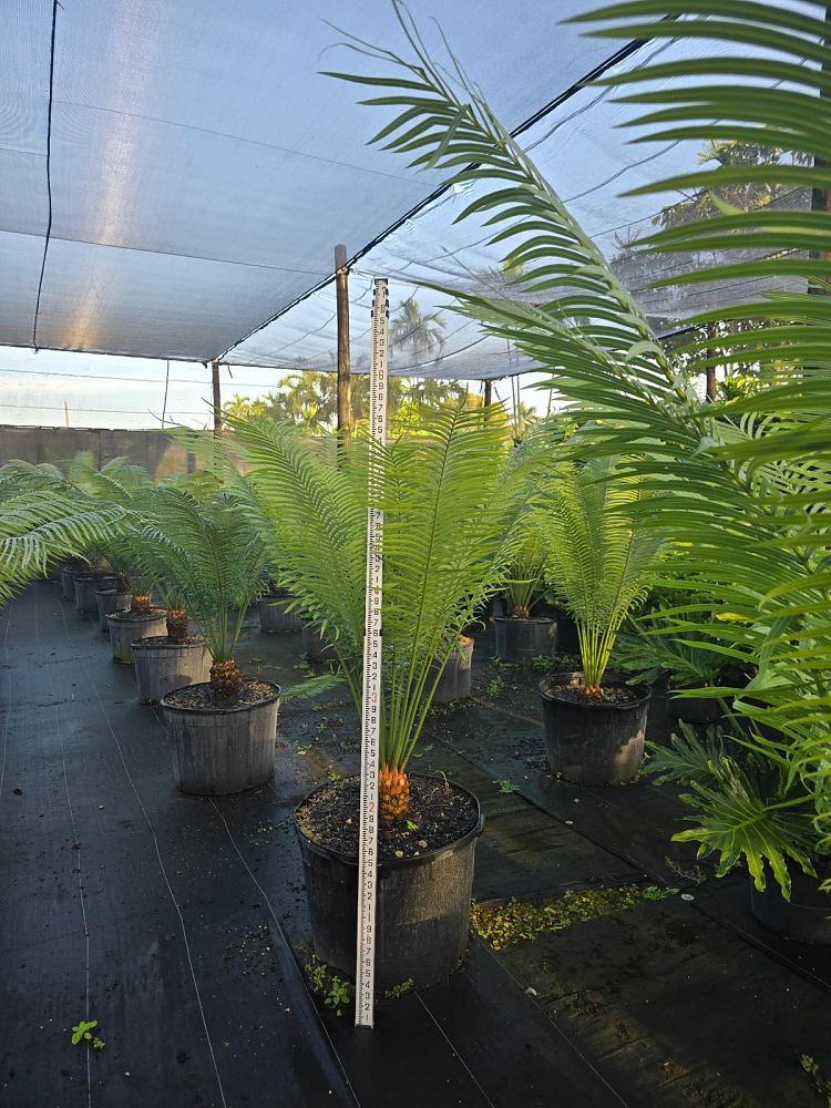 cycas-circinalis-queen-sago-cycad