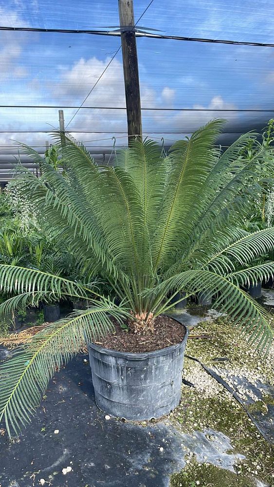 cycas-circinalis-queen-sago-cycad