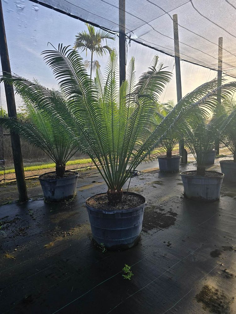cycas-circinalis-queen-sago-cycad