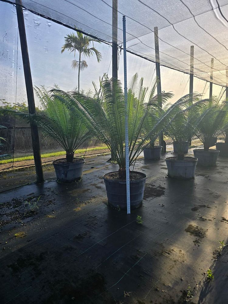 cycas-circinalis-queen-sago-cycad
