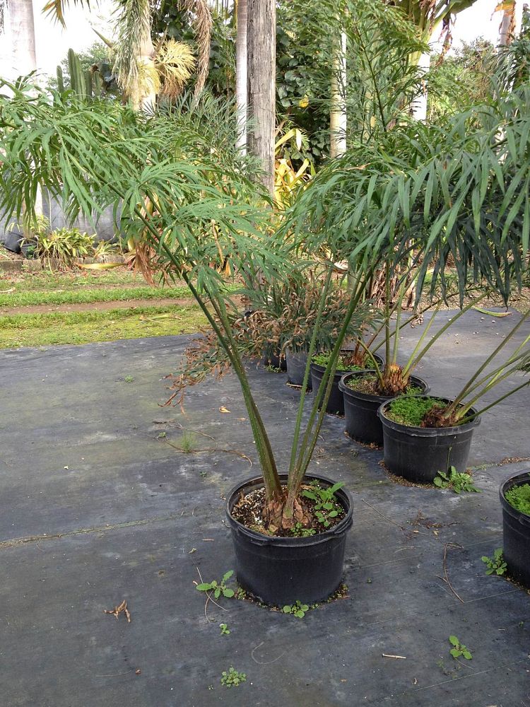 cycas-debaoensis-debao-fern-split-leaf-cycad