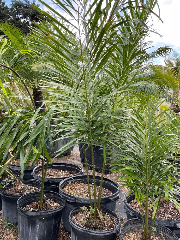 cycas-debaoensis-debao-fern-split-leaf-cycad