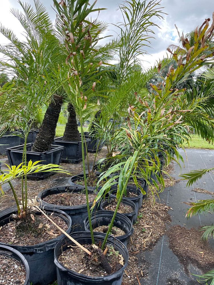 cycas-debaoensis-debao-fern-split-leaf-cycad