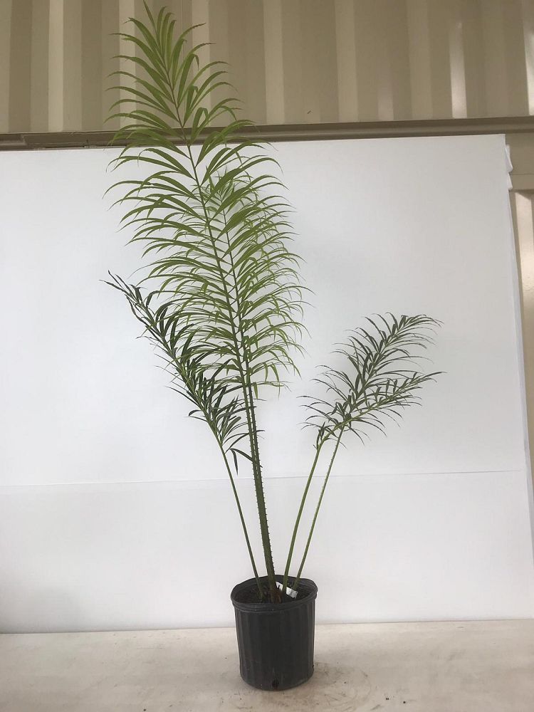 cycas-debaoensis-debao-fern-split-leaf-cycad