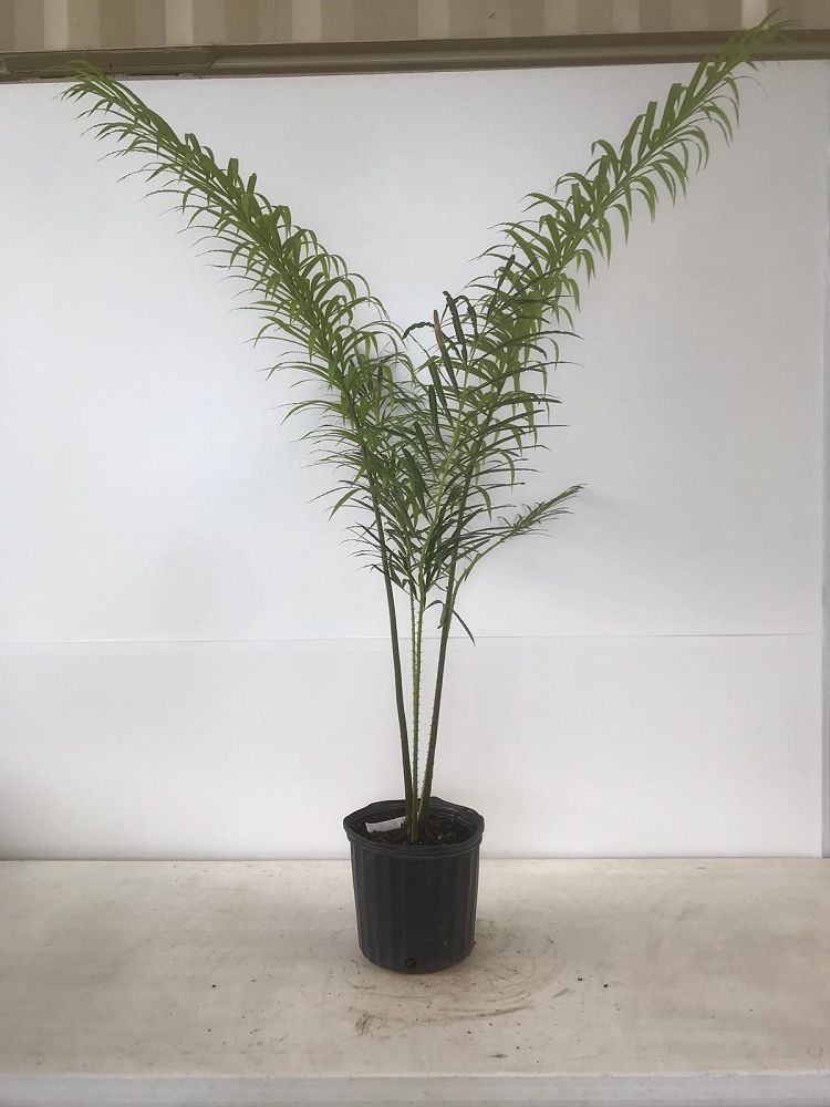 cycas-debaoensis-debao-fern-split-leaf-cycad