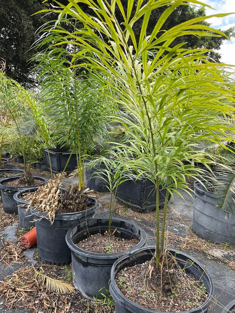 cycas-debaoensis-debao-fern-split-leaf-cycad