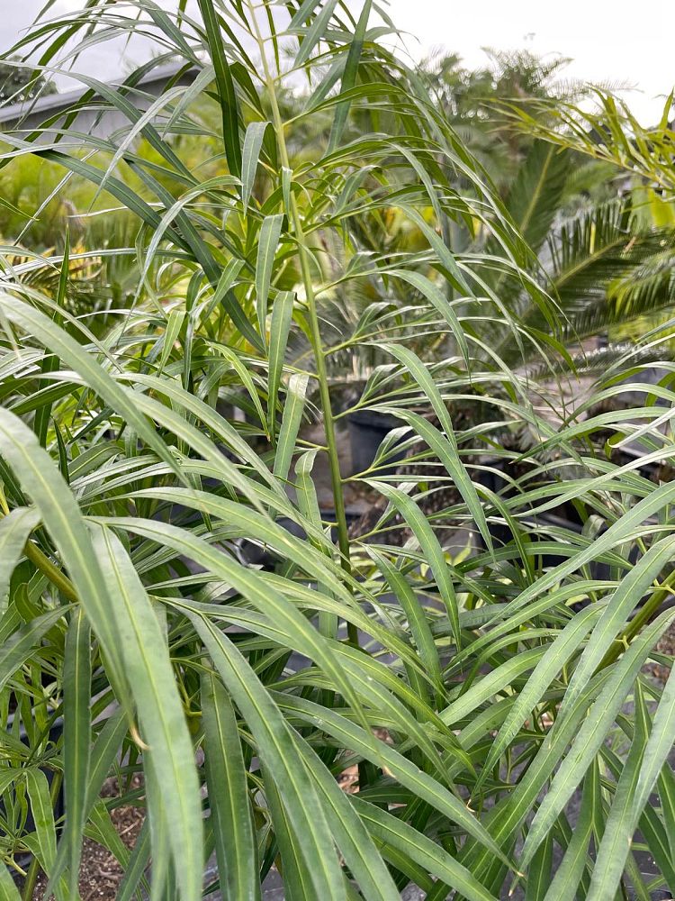 cycas-debaoensis-debao-fern-split-leaf-cycad