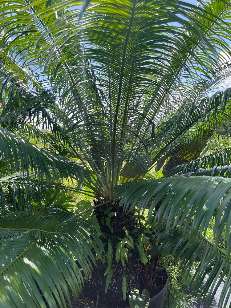 cycas-elephantipes-elephant-foot-sago-cycad