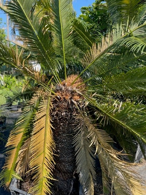 cycas-micholitzii-x-tropophyllum-swan-song
