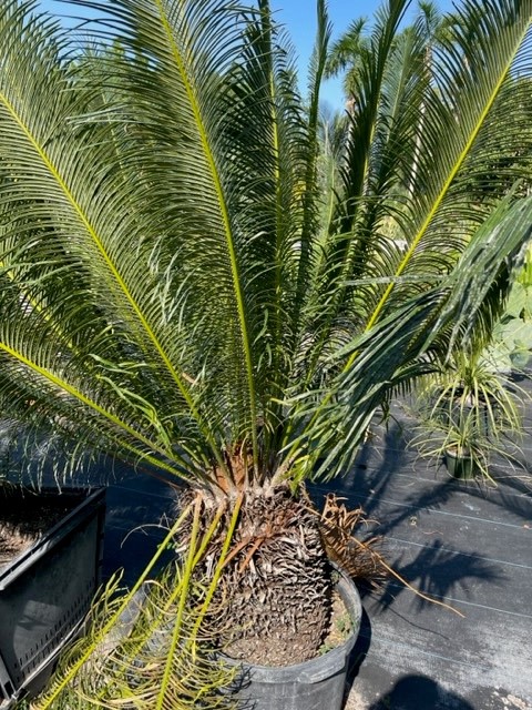 cycas-micholitzii-x-tropophyllum-swan-song