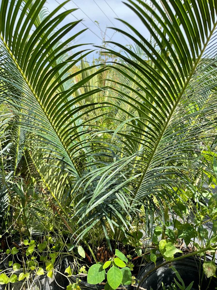cycas-panzhihuaensis