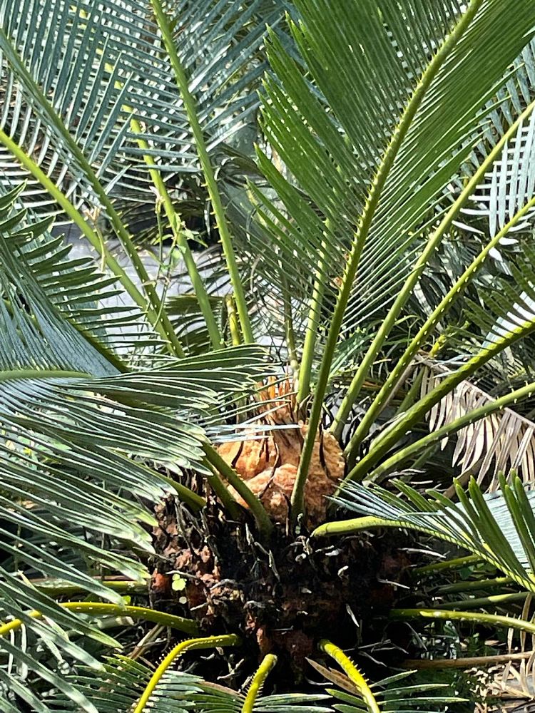 cycas-panzhihuaensis