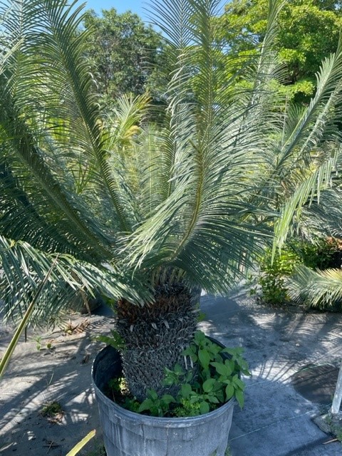 cycas-panzhihuaensis