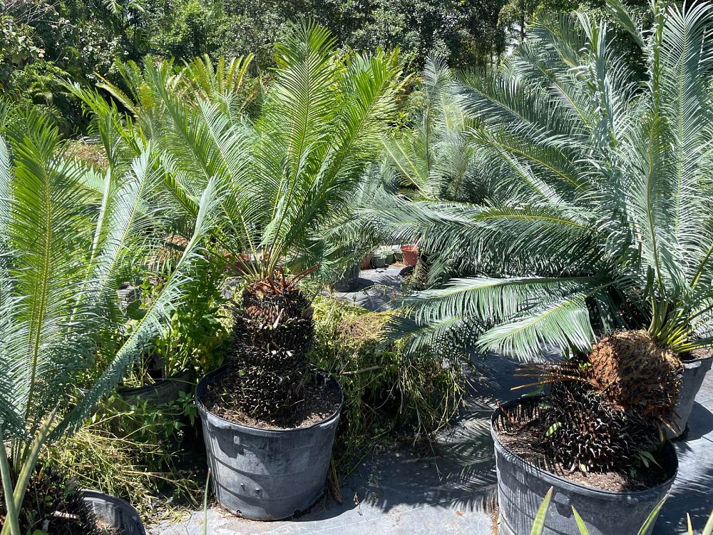 cycas-panzhihuaensis