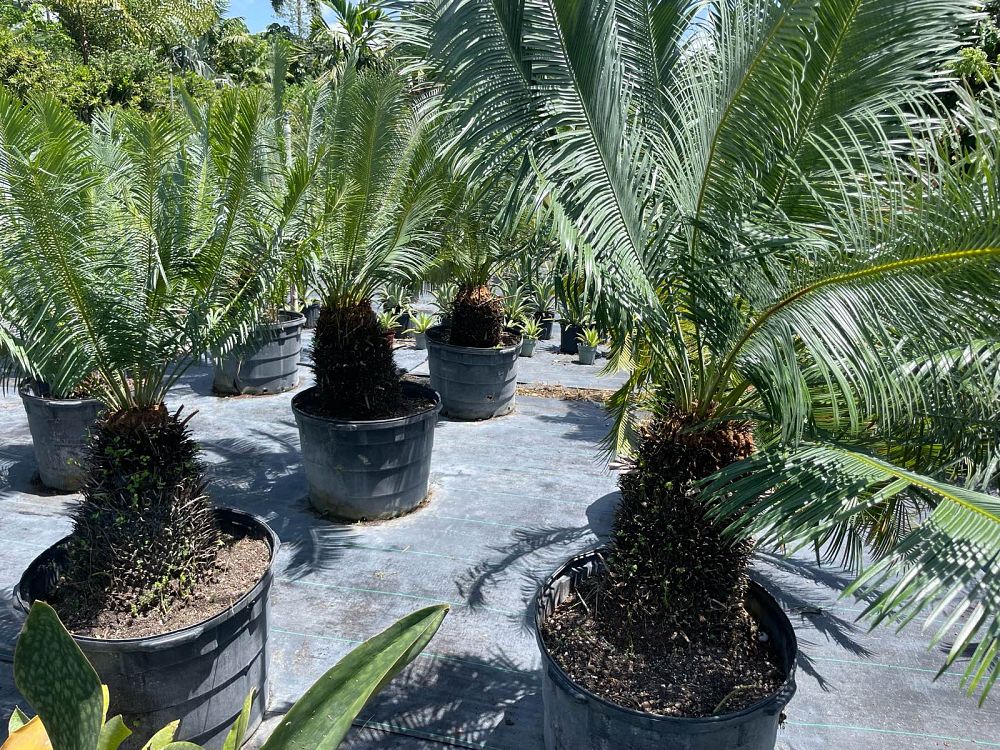 cycas-panzhihuaensis