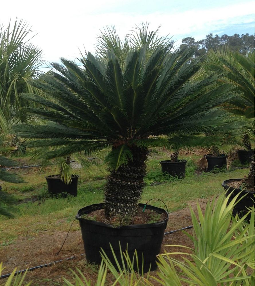 cycas-revoluta-king-sago-palm-cycad