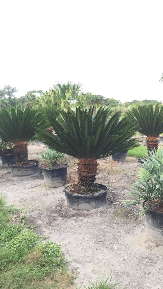 cycas-revoluta-king-sago-palm-cycad