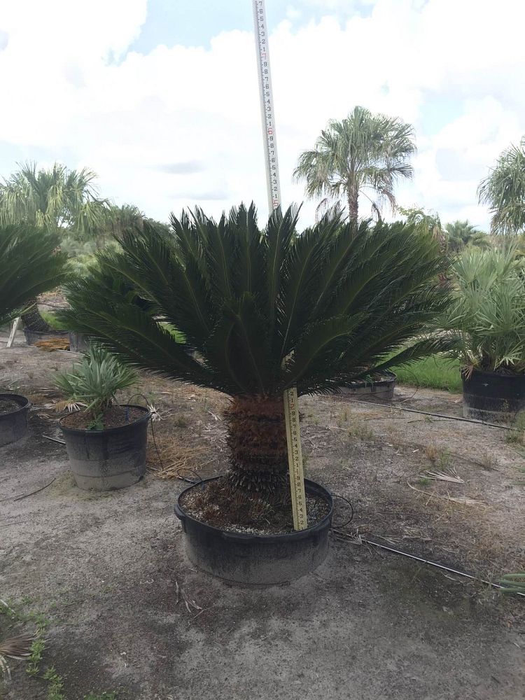 cycas-revoluta-king-sago-palm-cycad