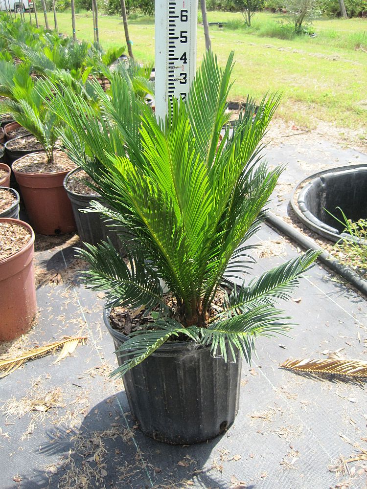cycas-revoluta-king-sago-palm-cycad