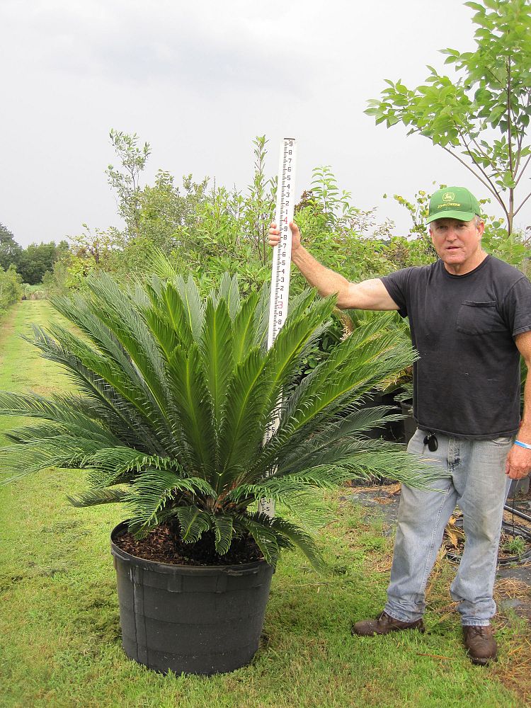 cycas-revoluta-king-sago-palm-cycad