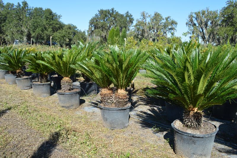 cycas-revoluta-king-sago-palm-cycad