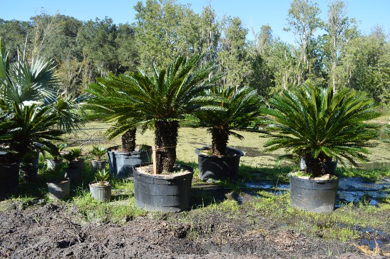 cycas-revoluta-king-sago-palm-cycad
