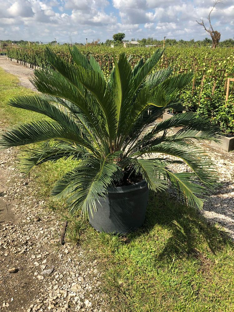 cycas-revoluta-king-sago-palm-cycad