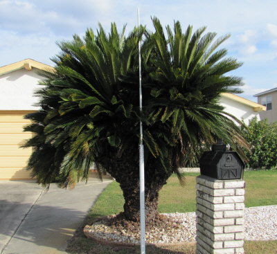 cycas-revoluta-king-sago-palm-cycad