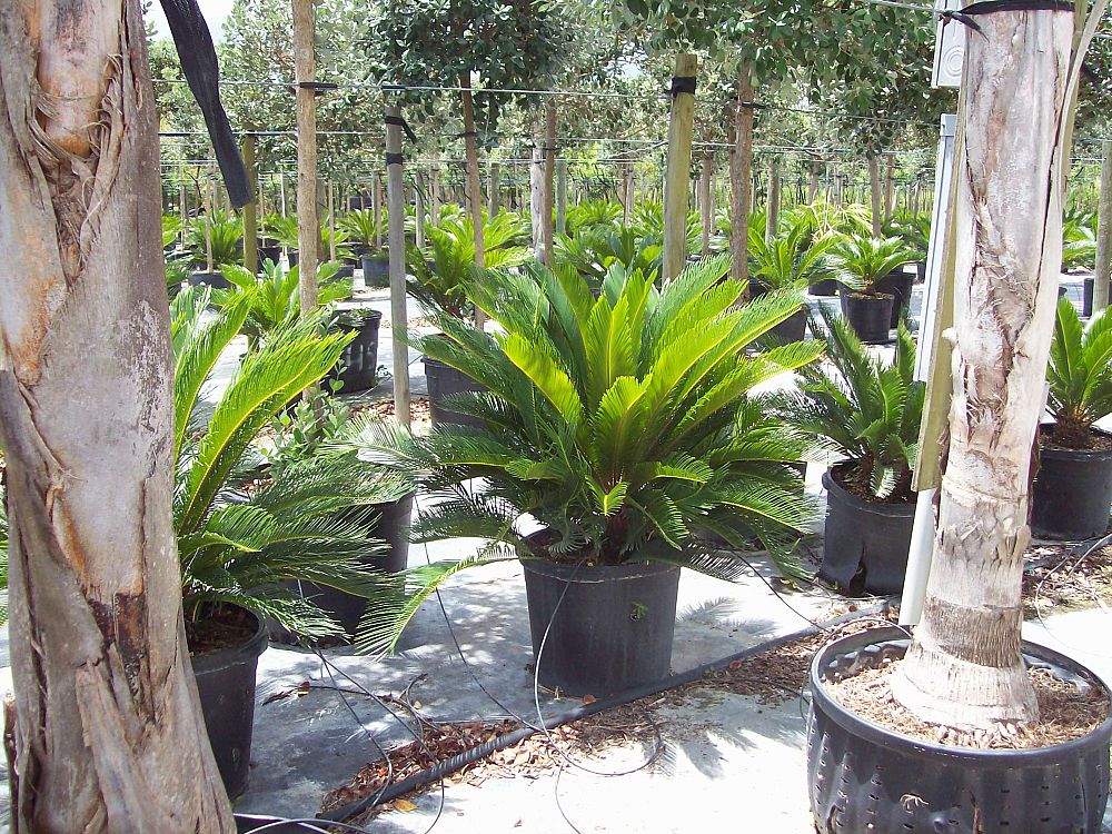 cycas-revoluta-king-sago-palm-cycad