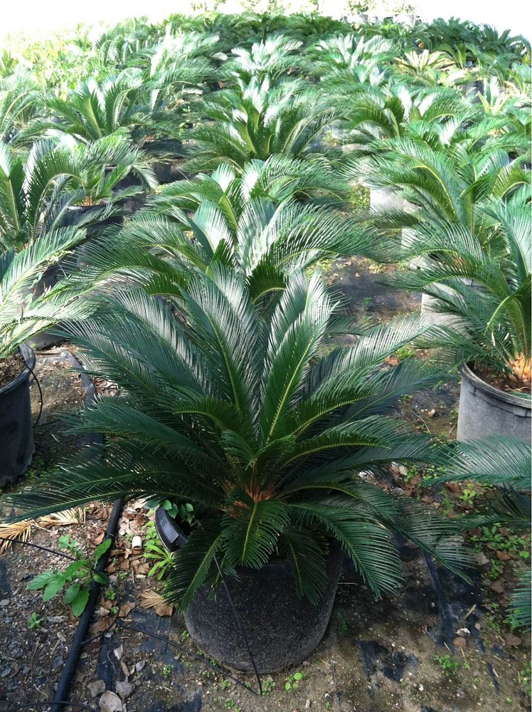 cycas-revoluta-king-sago-palm-cycad