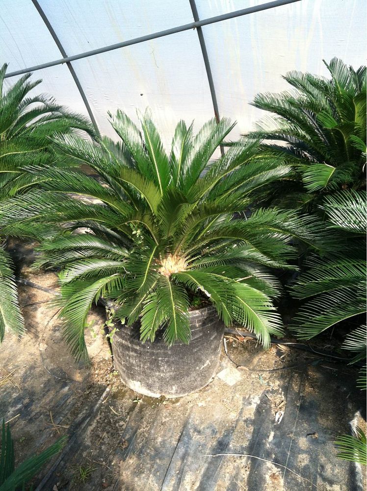 cycas-revoluta-king-sago-palm-cycad