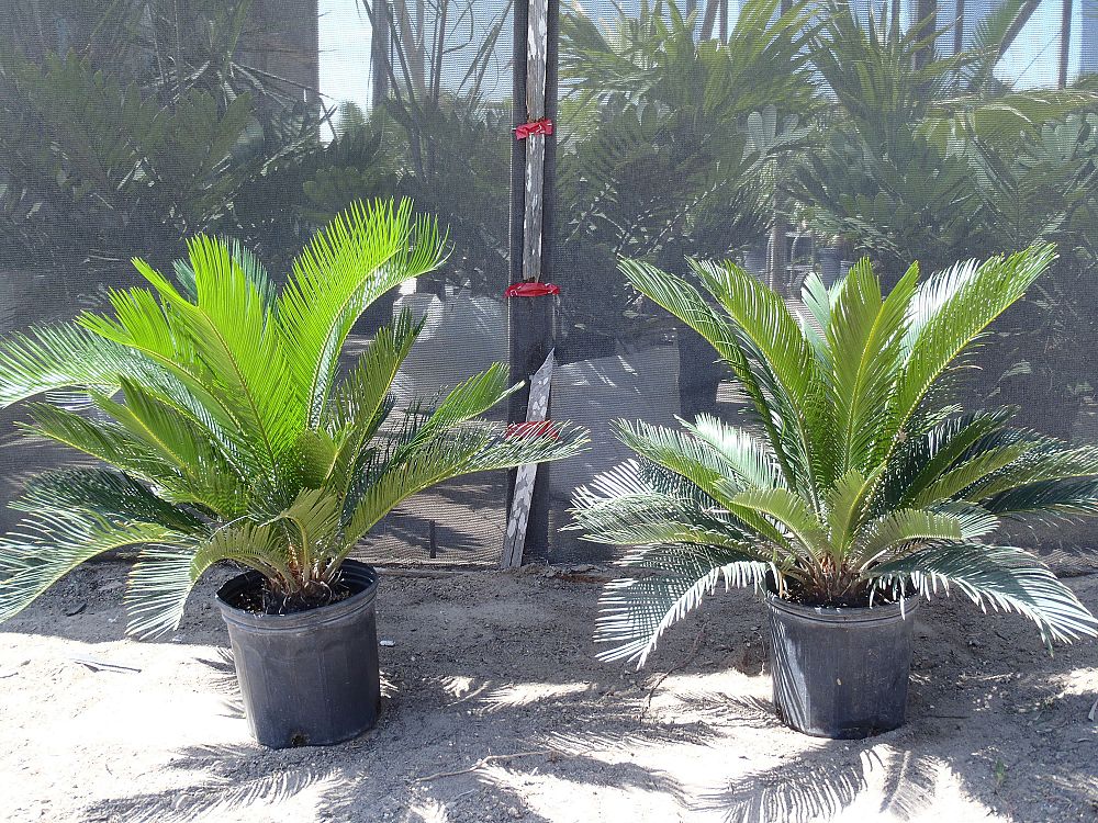 cycas-revoluta-king-sago-palm-cycad
