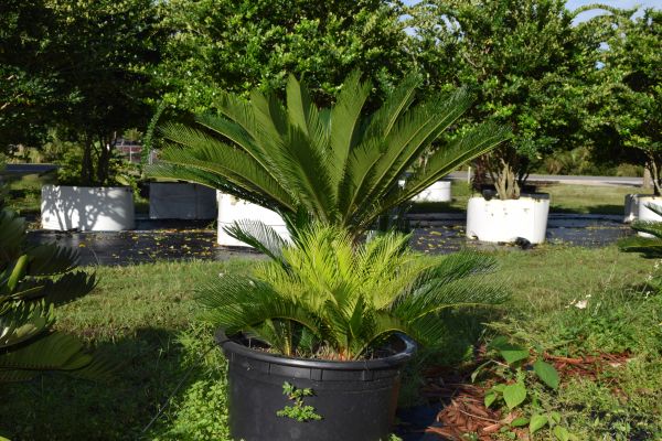 cycas-revoluta-king-sago-palm-cycad