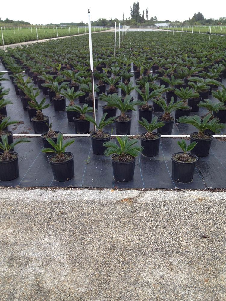 cycas-revoluta-king-sago-palm-cycad
