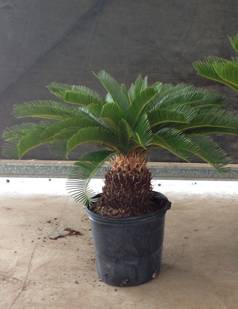 cycas-revoluta-king-sago-palm-cycad