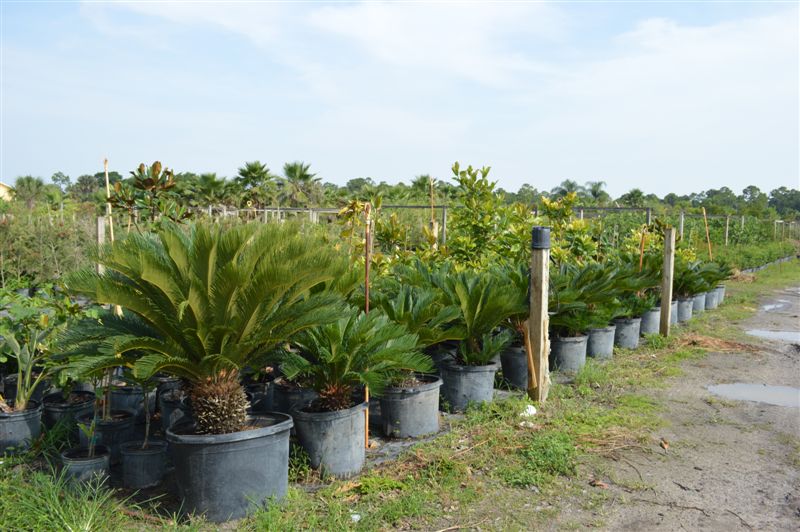 cycas-revoluta-king-sago-palm-cycad