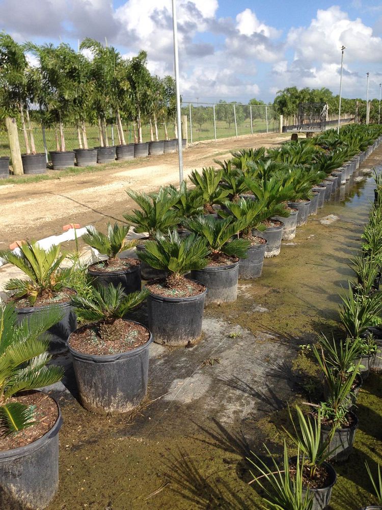 cycas-revoluta-king-sago-palm-cycad