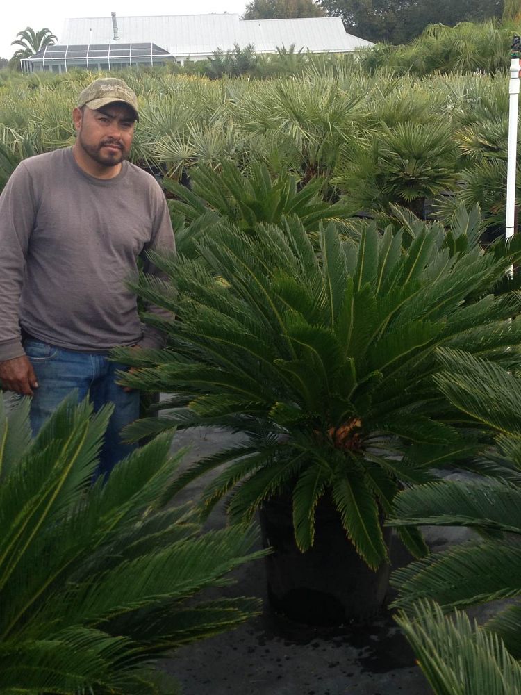 cycas-revoluta-king-sago-palm-cycad