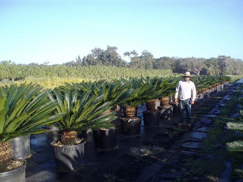 cycas-revoluta-king-sago-palm-cycad