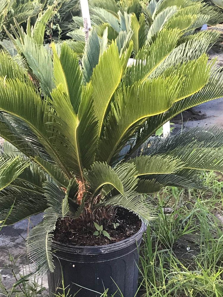 cycas-revoluta-king-sago-palm-cycad