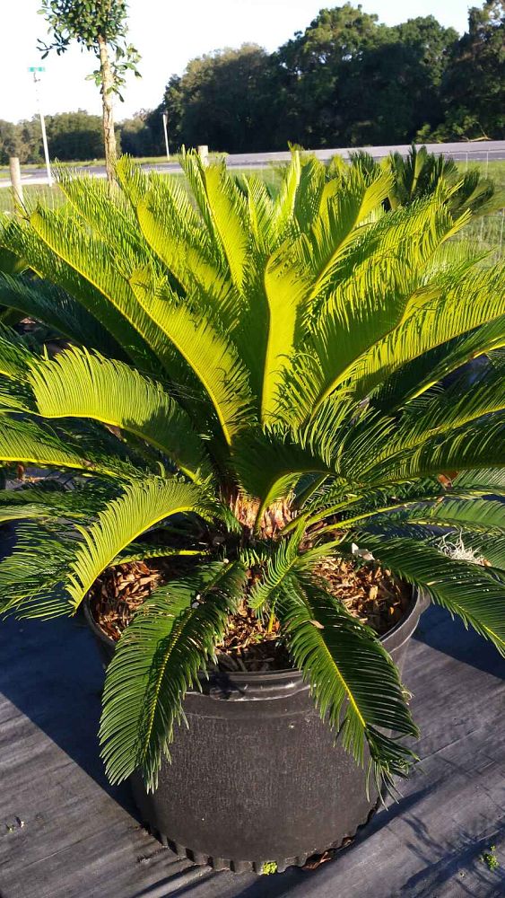 cycas-revoluta-king-sago-palm-cycad