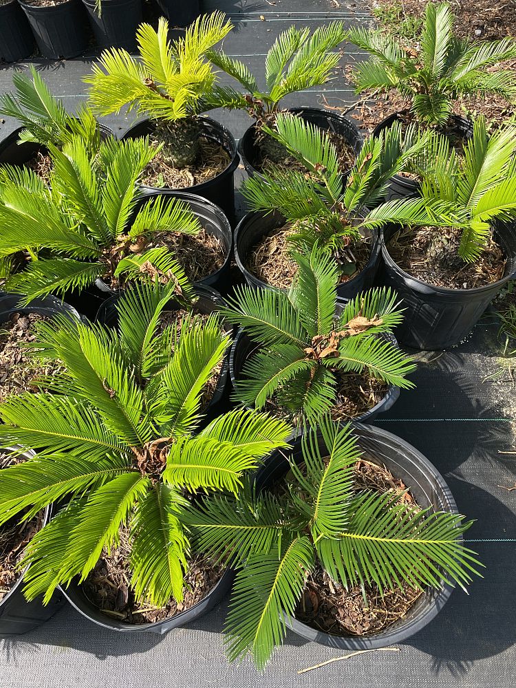 cycas-revoluta-king-sago-palm-cycad