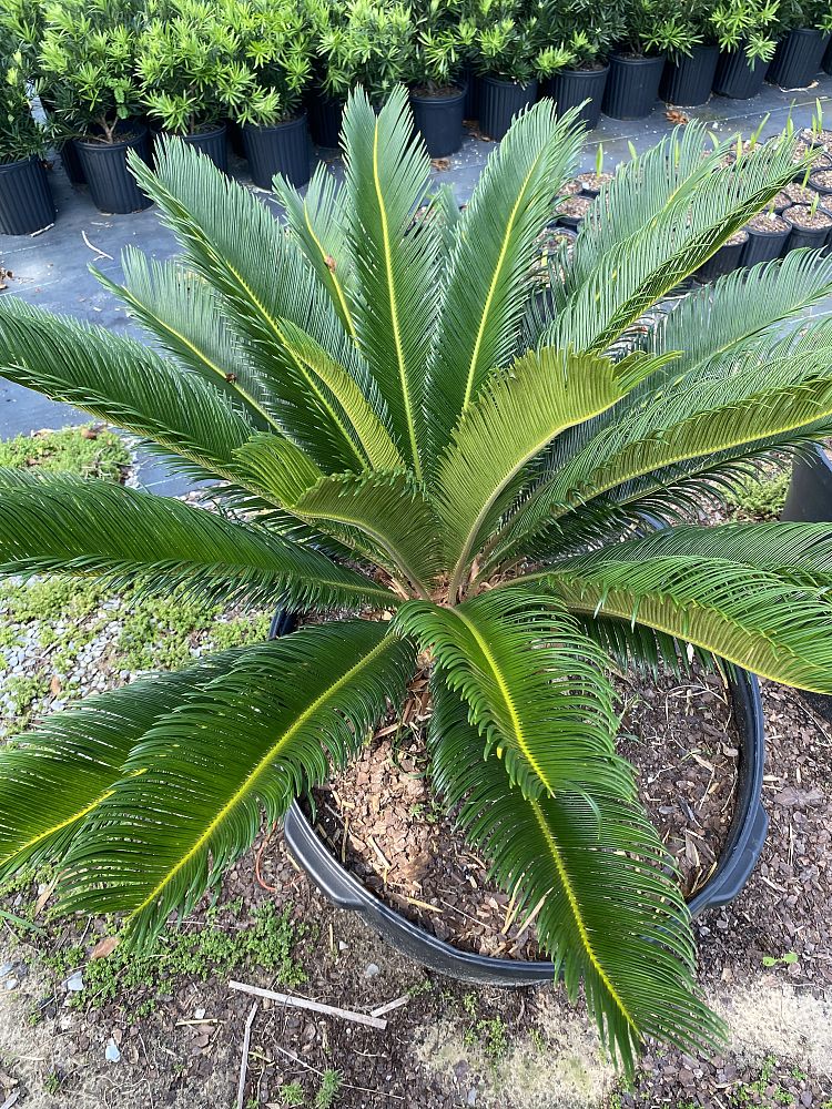 cycas-revoluta-king-sago-palm-cycad